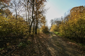 Obraz premium autumn forest