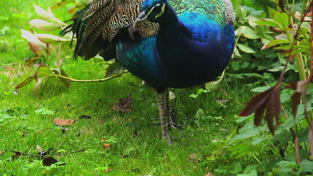 Indian peacock in natural environment eating grazing in grass