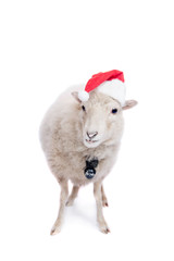 Portrait Of sheep in christmas hat On White