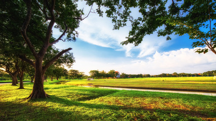 City park with green lawn and some trees