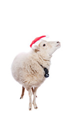 Portrait Of sheep in christmas hat On White