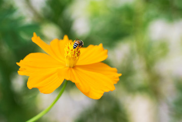 An Calendula officinalis blossoms . flower