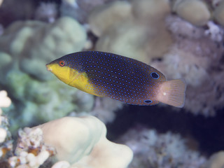 Coral fish Yellowbreasted wrasse