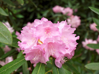 うっすら桃色のシャクナゲ