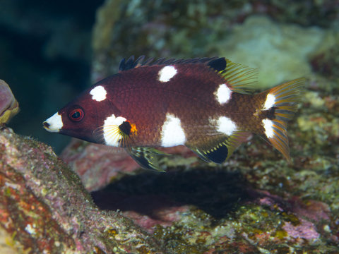 Coral fish Axilspot hogfish