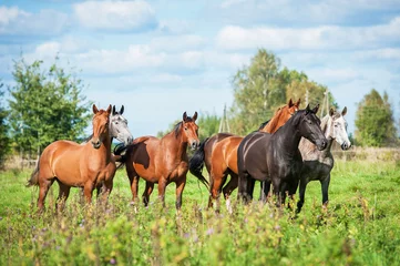 Crédence de cuisine en verre imprimé Léquitation Herd of horses on the pasture in autumn