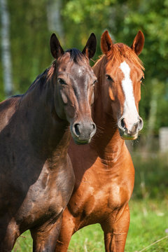 Portrait of two horses on the pasture
