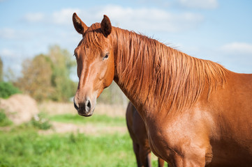 Obraz premium Portrait of a horse on the pasture