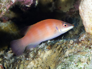 Obraz na płótnie Canvas Coral fish Striated wrasse