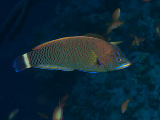 Naklejka premium Coral fish Chiseltooth wrasse