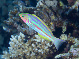 Coral fish Klunzinger`s wrasse