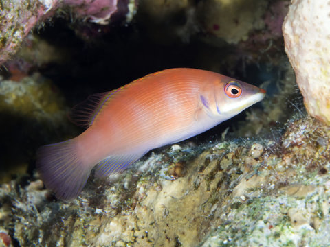 Coral fish Striated wrasse