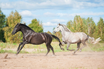 Two horses running on the pasture in autumn