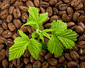 grains of coffee