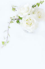 白いバラ　