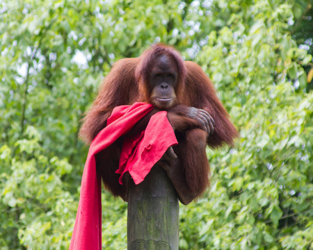 Orangut&aacute;n. Pongo pygmaeus. Zool&oacute;gico de Santillana del Mar