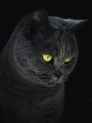 British Blue Cat