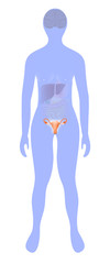 uterus highlighted on the silhouette of a woman
