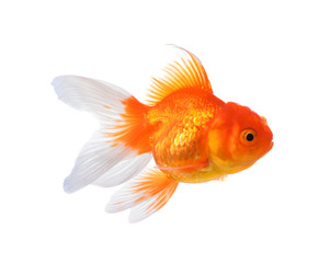 Gold fish isolated on a white background.