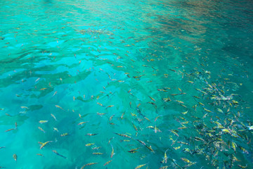 Fototapeta na wymiar Tropical Fish in water
