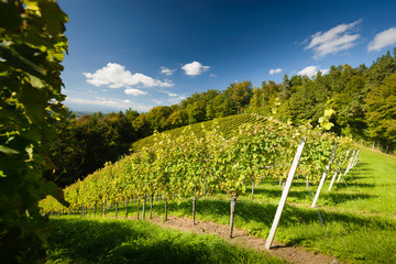 Styrian Tuscany Vineyard Austria