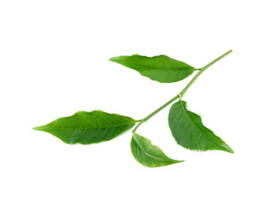 Naklejka na ściany i meble Green tea leaf isolated on white background.