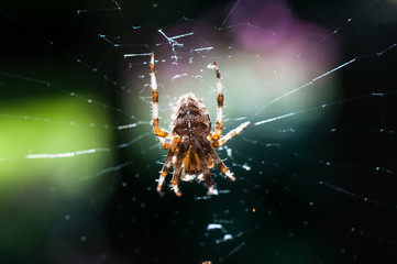 Garden Spider