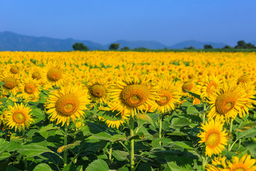 Obraz premium sunflower