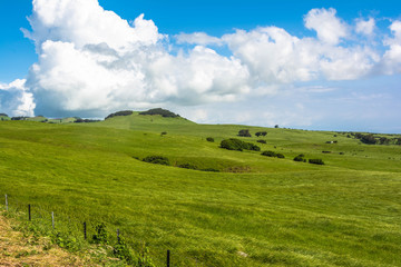 Fototapeta na wymiar The green lawn in Kohala, Big Island