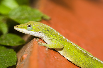 Fototapeta premium Green Anole Lizard (Anolis carolinensis), Hawaii.