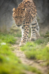 Amur Leopard (Panthera pardus orientalis)