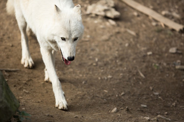 Fototapeta premium Arctic Wolf (Canis lupus arctos) aka Polar Wolf or White Wolf -