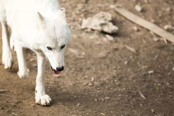 Arctic Wolf (Canis lupus arctos) aka Polar Wolf or White Wolf -