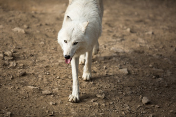 Obraz premium Arctic Wolf (Canis lupus arctos) aka Polar Wolf or White Wolf -