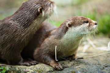 Cute otters - Eurasian otter (Lutra lutra)