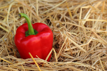 Red bell pepper fresh colorful