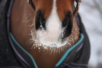 Naklejka premium Close up of bay horse nuzzle
