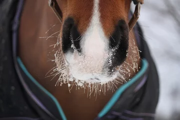 Rolgordijnen Close up van baai paard nuzzle © virgonira