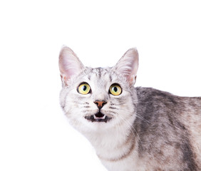 gray striped tabby cat