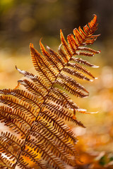 Autumn yellow fern