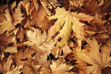 Autumn Leafs Background