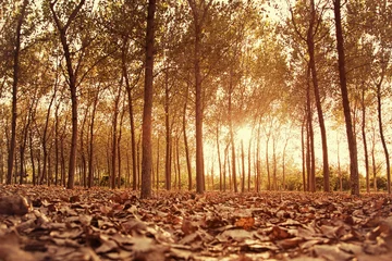 Photo sur Plexiglas Arbres Autumn Forest