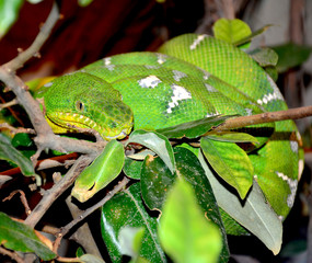 Green Boa Snake