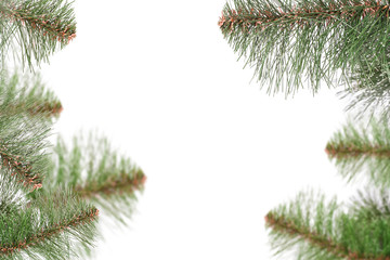 pine branches background