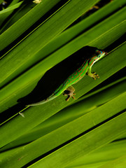Gecko on palm tree leaf licking
