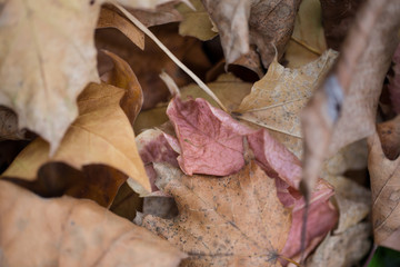 Herbst Laub