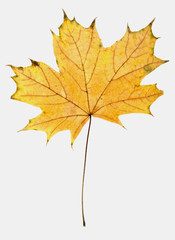 bright autumn leaf