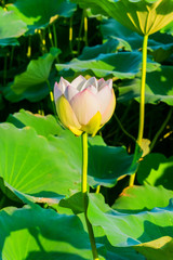 Light pink lotus flower in Summer