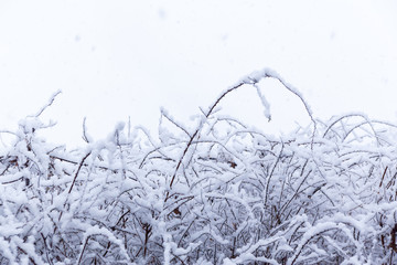 Piraea thunbergii covered with snow