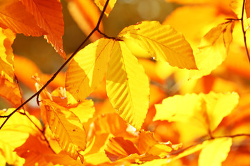 Beautiful autumn leaves